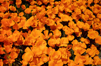 Antelope Poppy Reserve