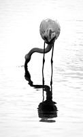 Flamingos